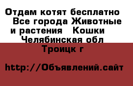 Отдам котят бесплатно  - Все города Животные и растения » Кошки   . Челябинская обл.,Троицк г.